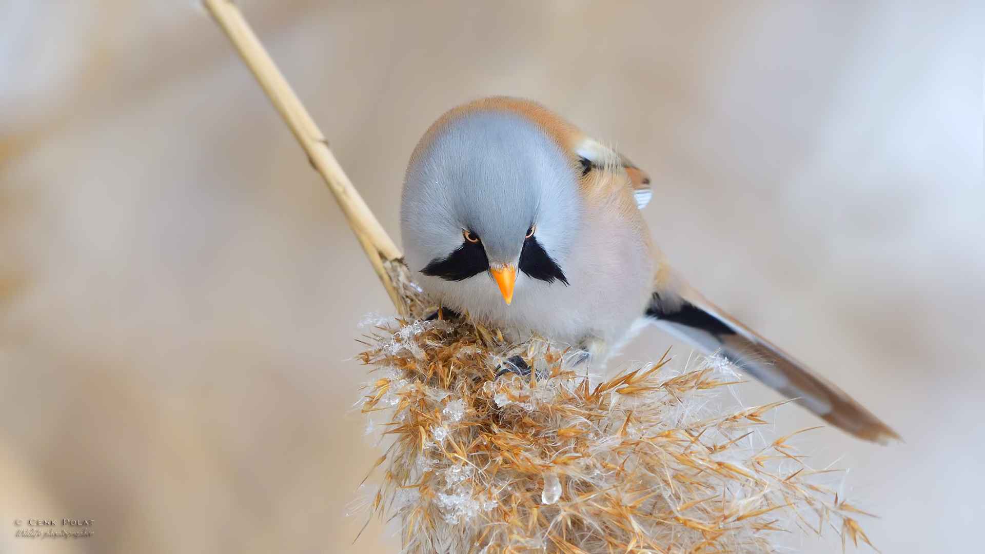Bearded Reedling